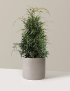 bundle | 2-3 ft - Single | Agnes | Cement Grey