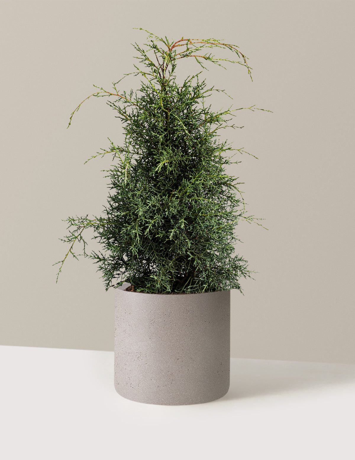bundle | 2-3 ft - Single | Agnes | Cement Grey