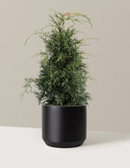 bundle | 2-3 ft - Single | Mexia | Black
