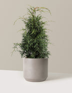 bundle | 2-3 ft - Single | Mexia | Cement Grey