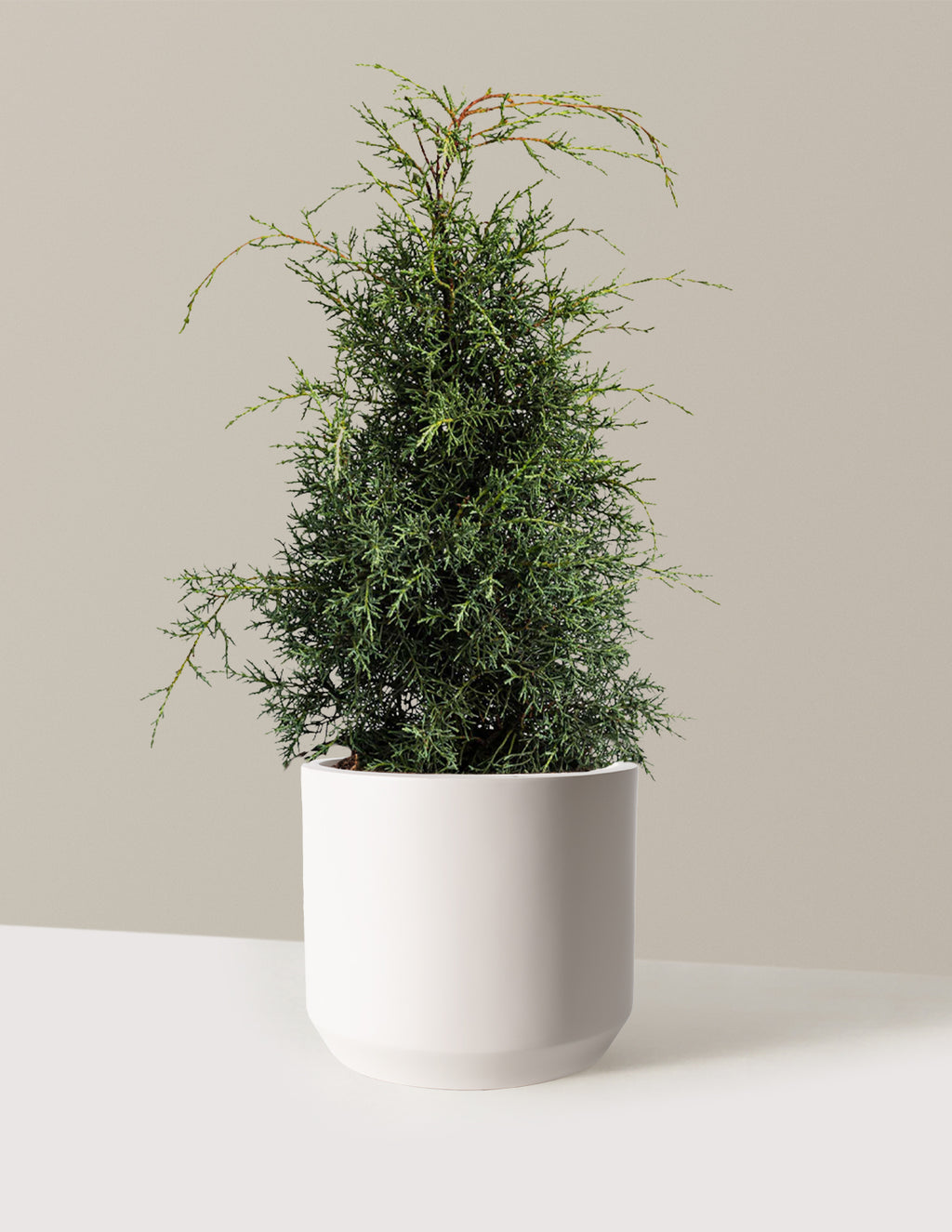 bundle | 2-3 ft - Single | Mexia | Cream