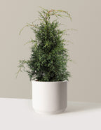bundle | 2-3 ft - Single | Mexia | Cream