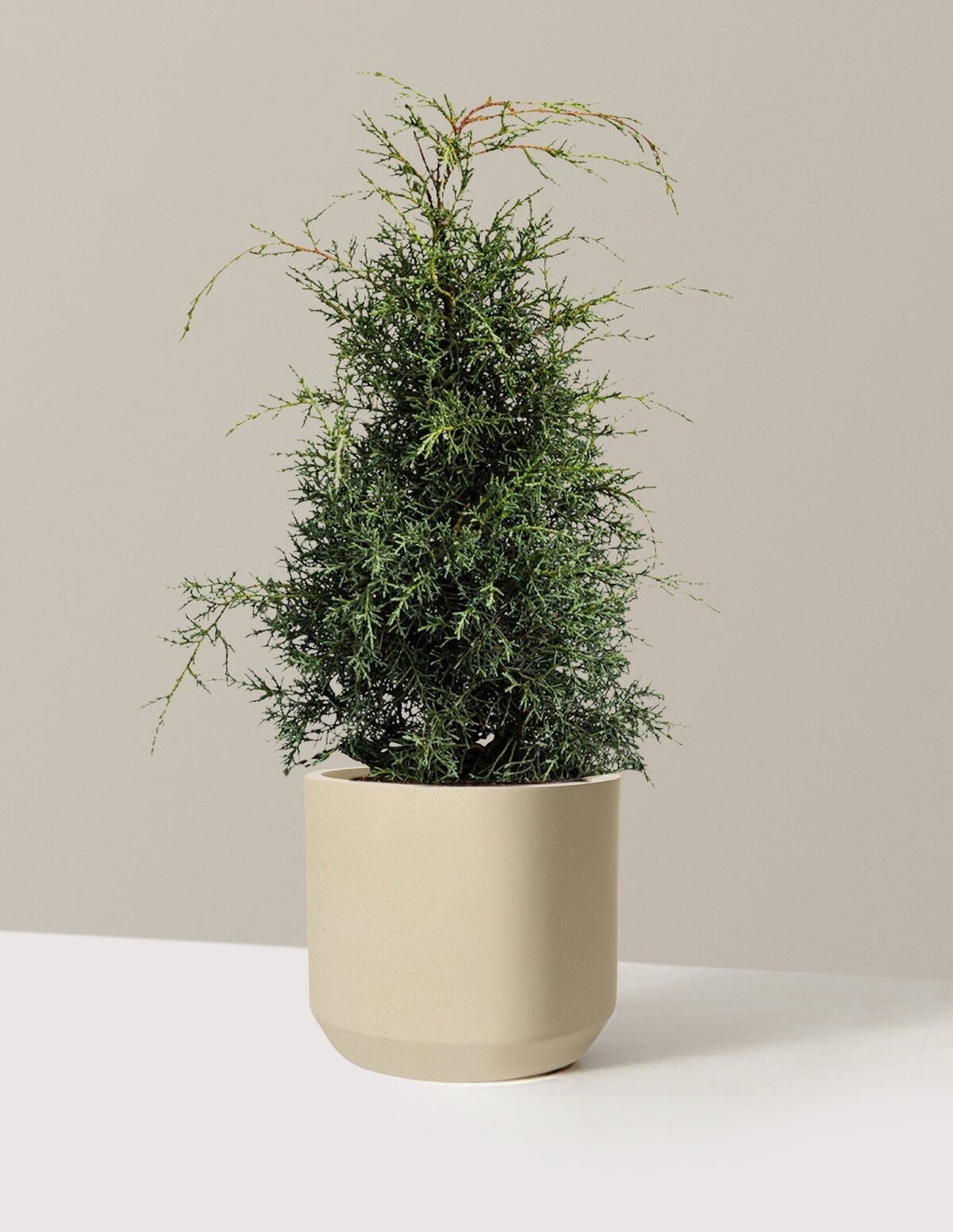 Arizona Cypress - Carolina Sapphire