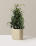 Arizona Cypress - Carolina Sapphire