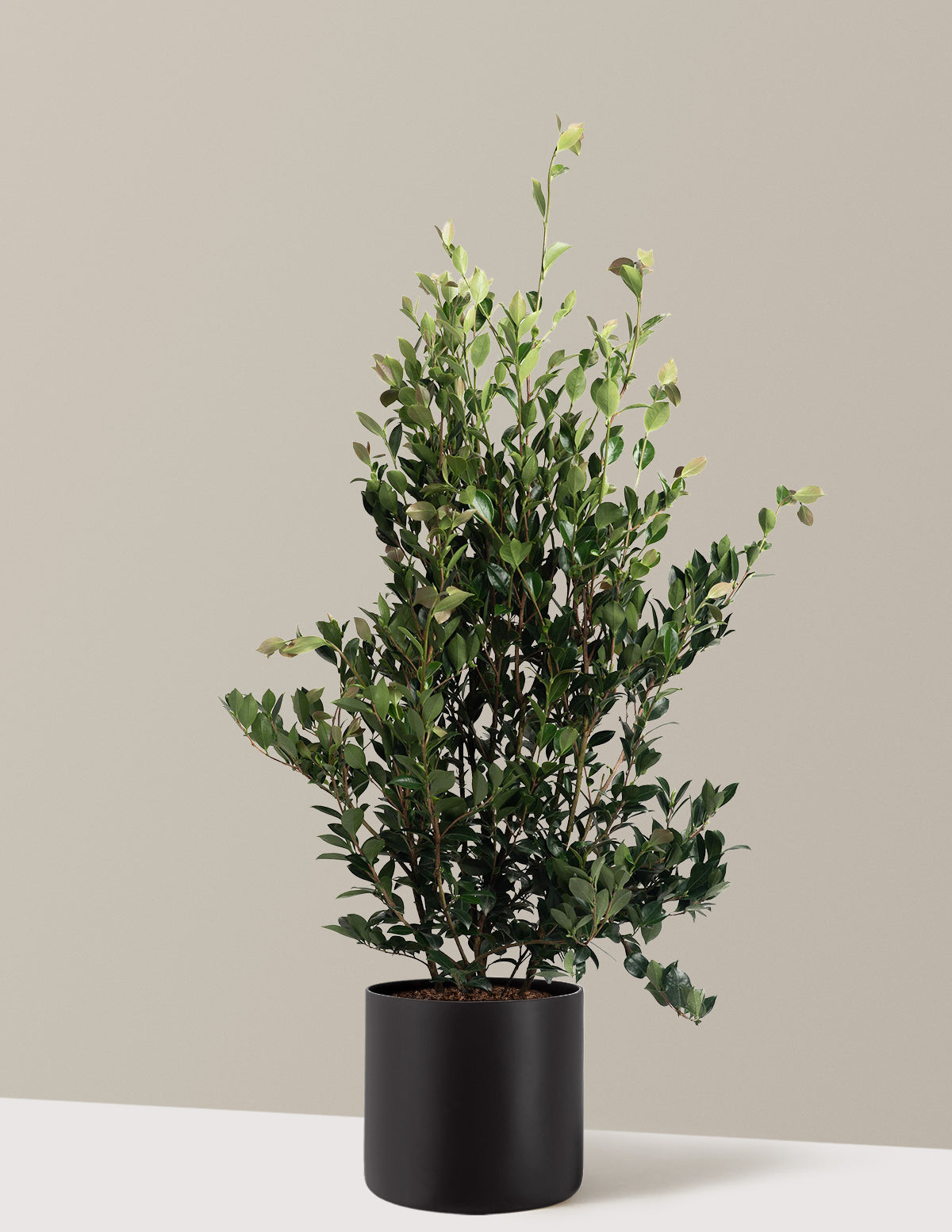 Autumn Rocket Camellia