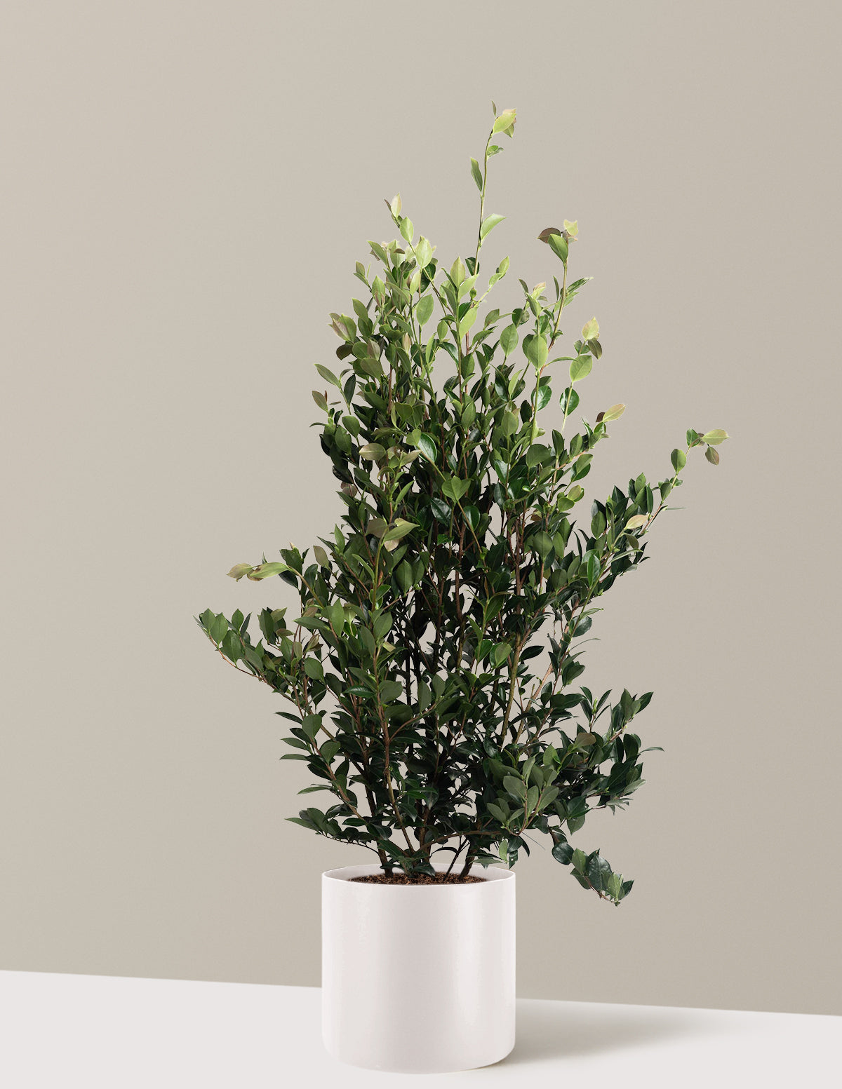 Autumn Rocket Camellia