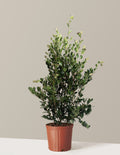 Autumn Rocket Camellia