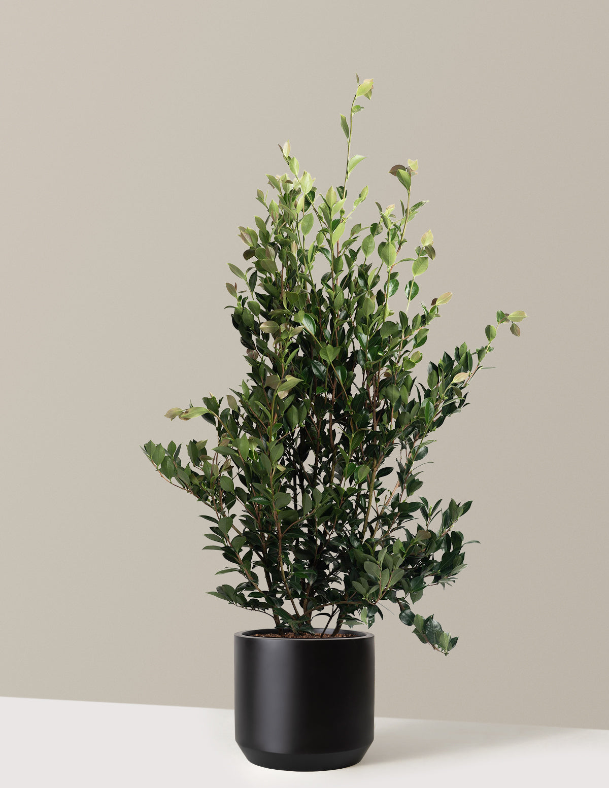 Autumn Rocket Camellia