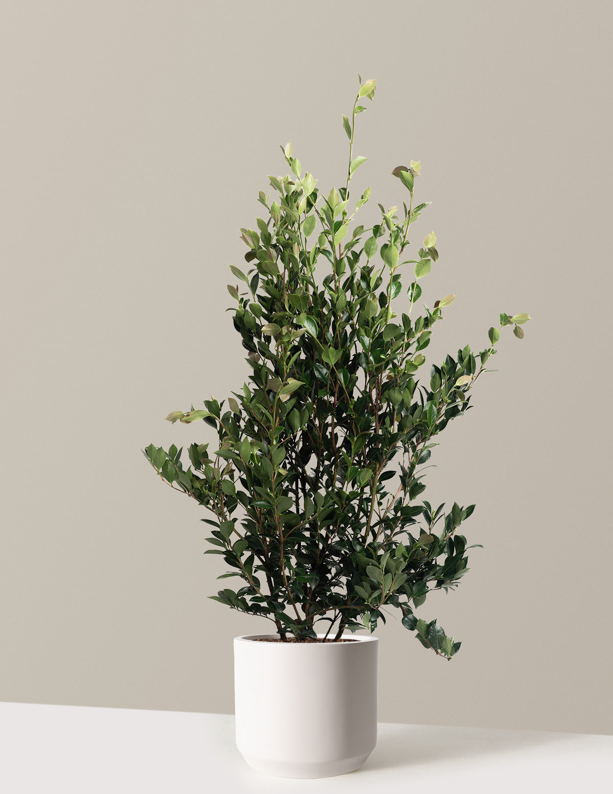 Autumn Rocket Camellia