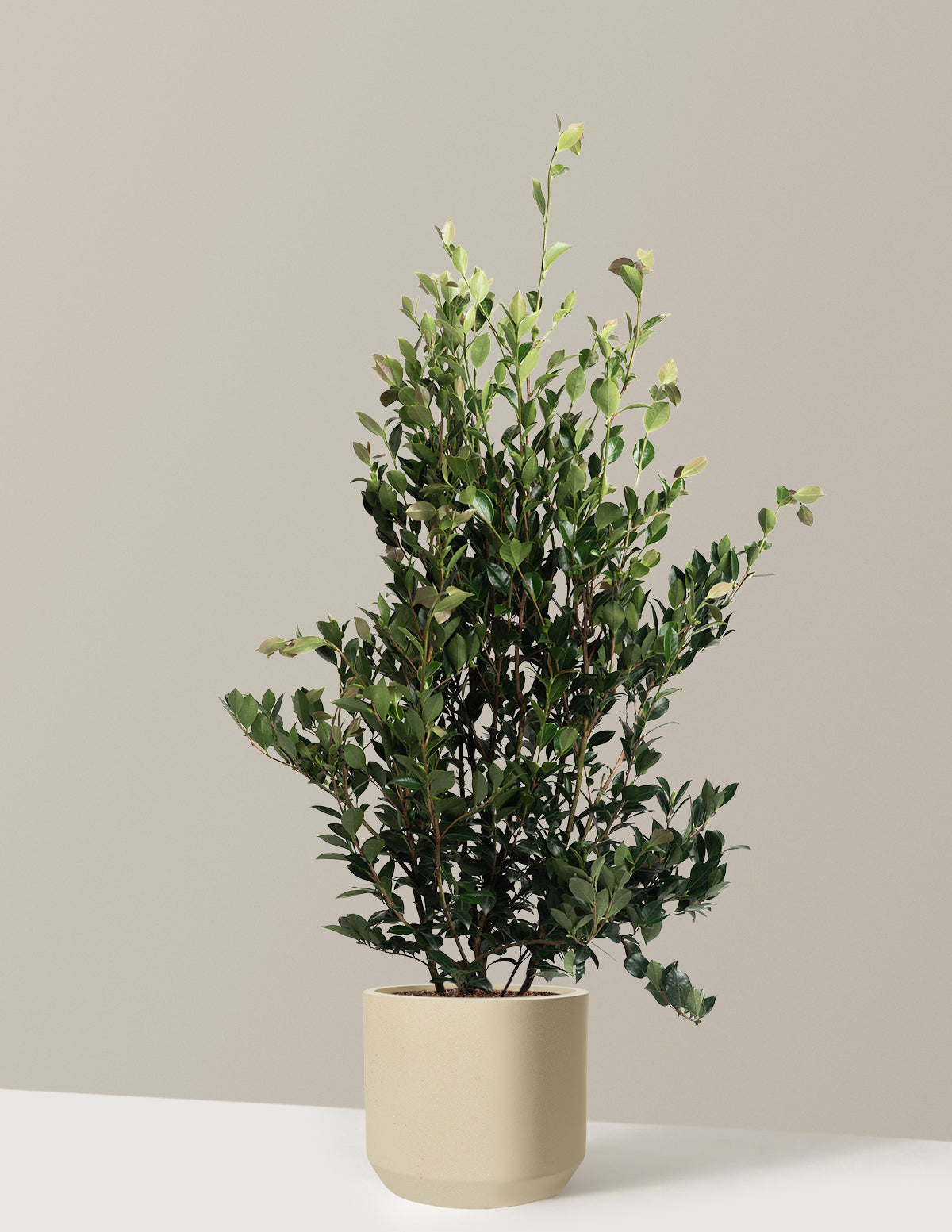 files/the-sill_Large-Autumn-Rocket-Camellia_Large_Mexia-Sand_Variant.jpg