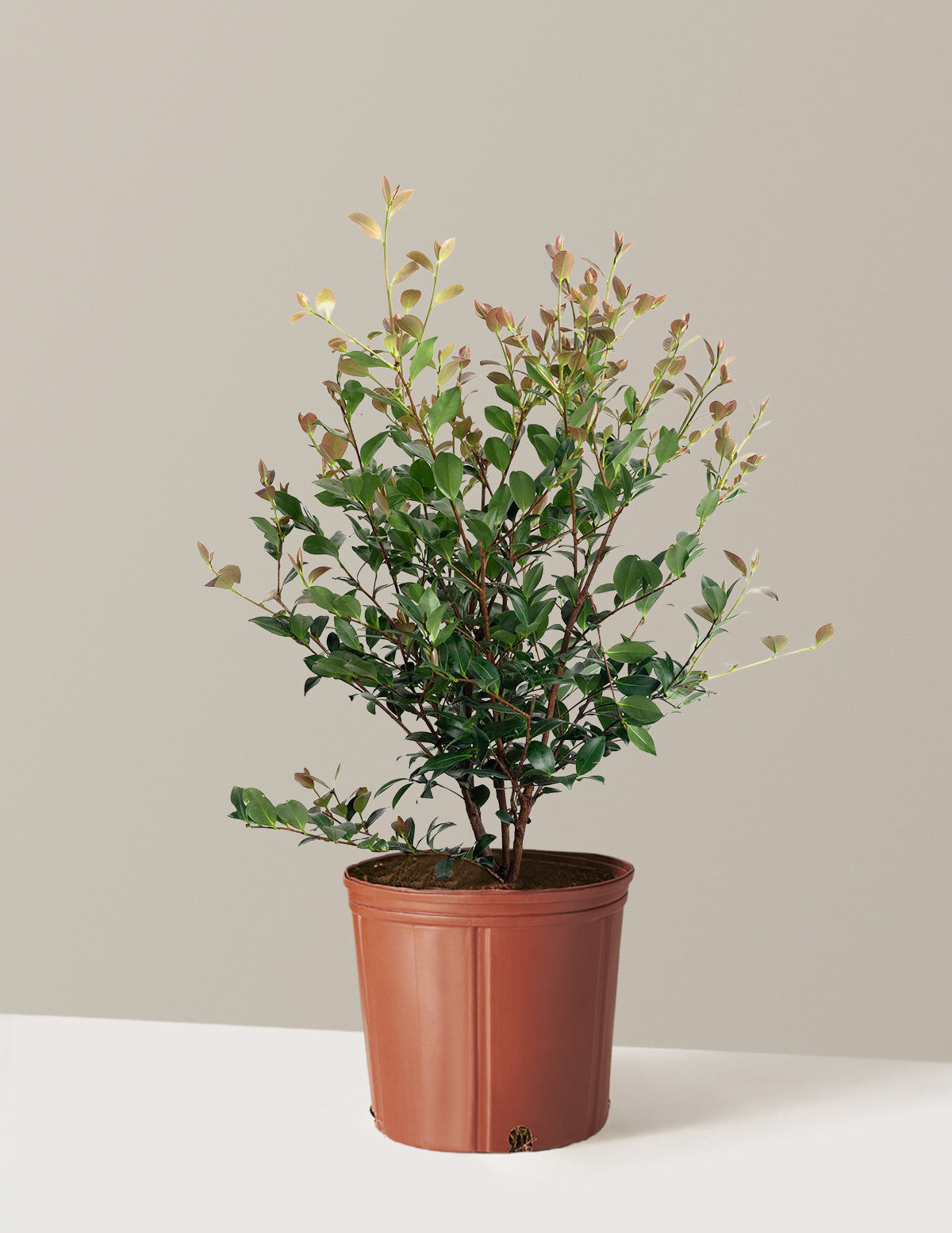 Autumn Spirit Camellia