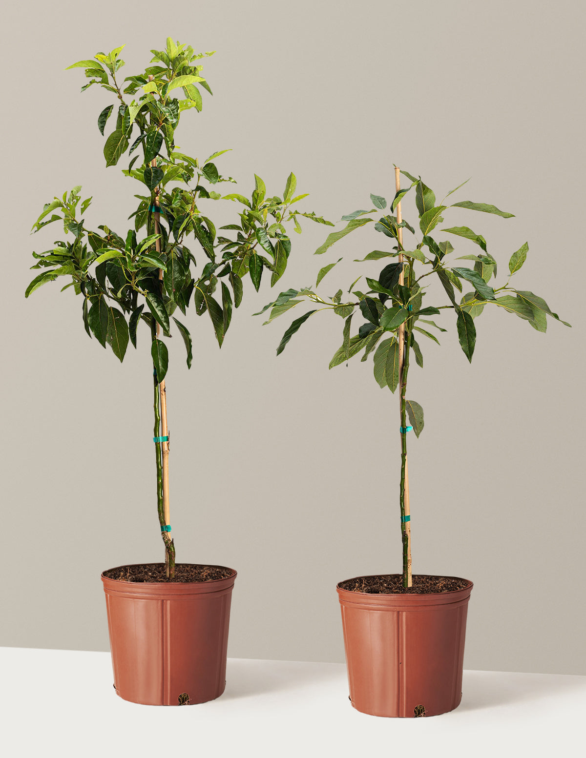 files/the-sill_Large-Avocado-Duo_Large_Growpot_Variant.jpg