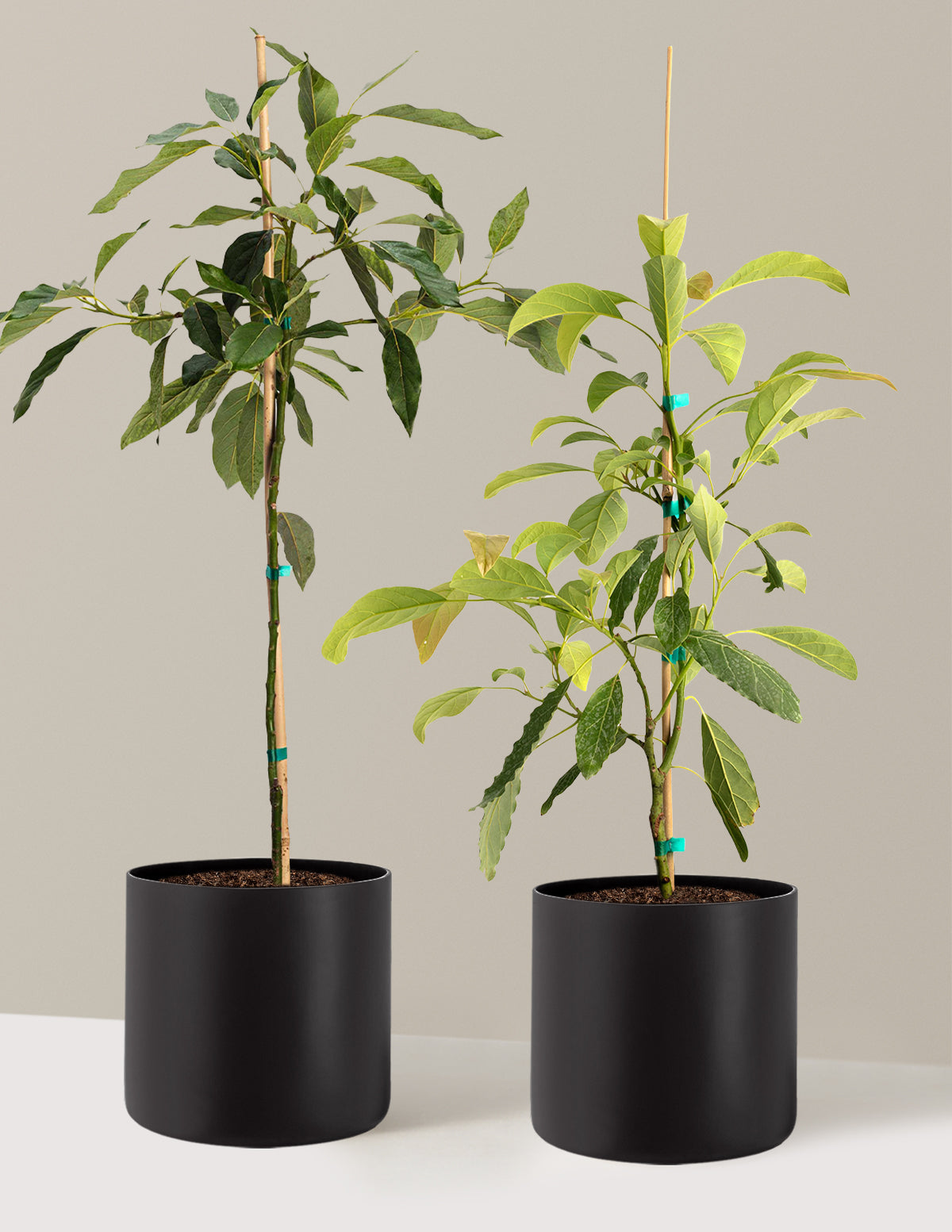 bundle | 3 Gallon | Agnes | Black