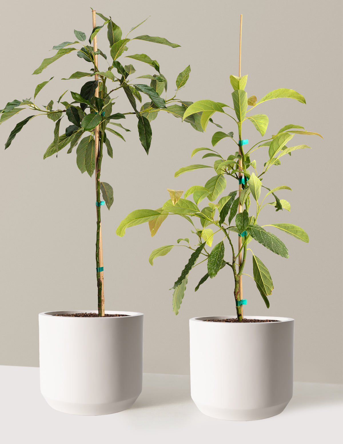 bundle | 3 Gallon | Mexia | Cream