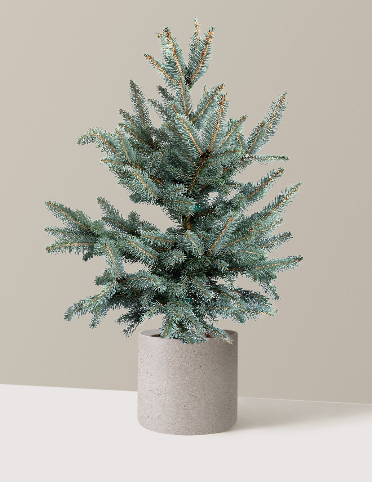 Baby Blue Eyes Spruce