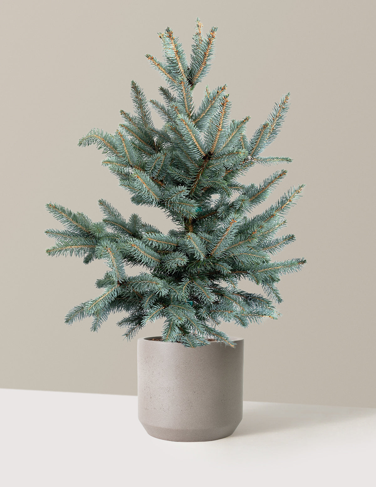 Baby Blue Eyes Spruce