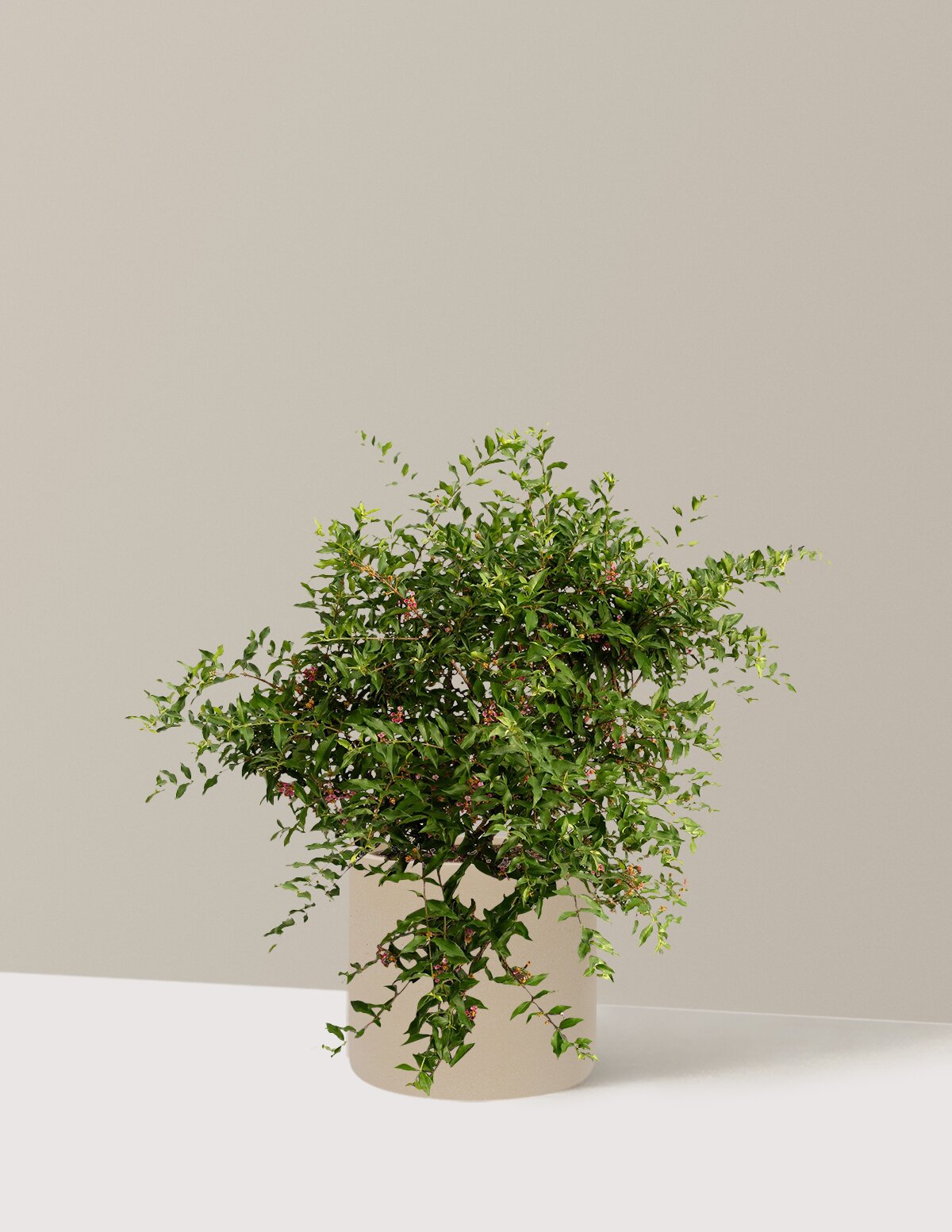 Barbados ‘Acerola’ Cherry Tree