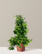 Barbara Ann Climbing Hydrangea