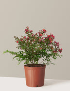 Bellini® Strawberry Crape Myrtle