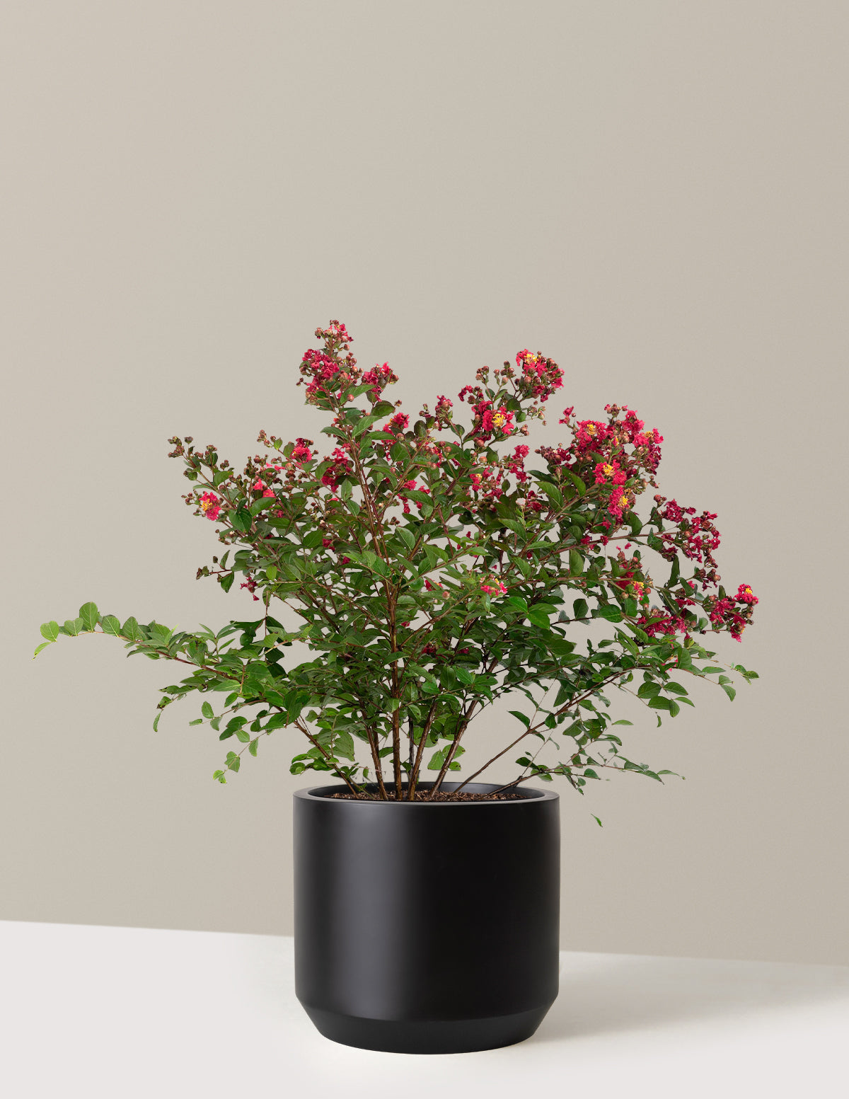 Bellini® Strawberry Crape Myrtle