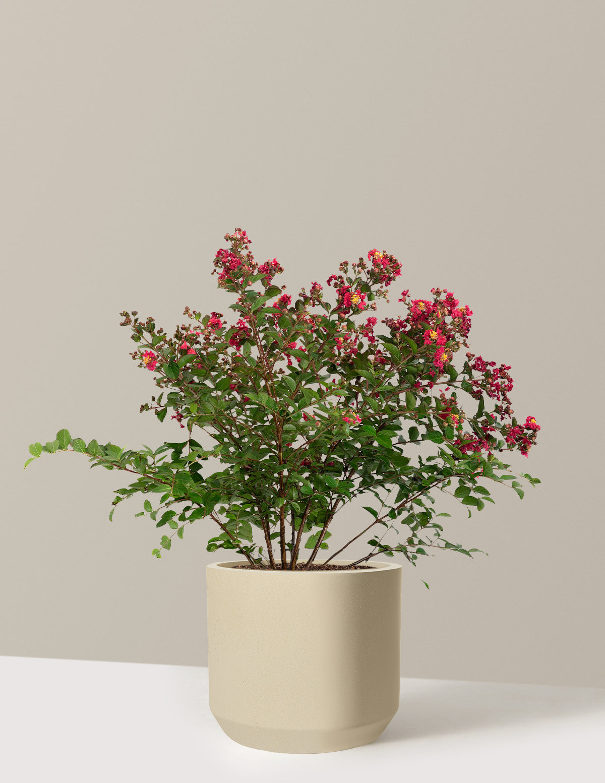 files/the-sill_Large-Bellini_-Strawberry-Crape-Myrtle_Large_Mexia-Sand_Variant.jpg