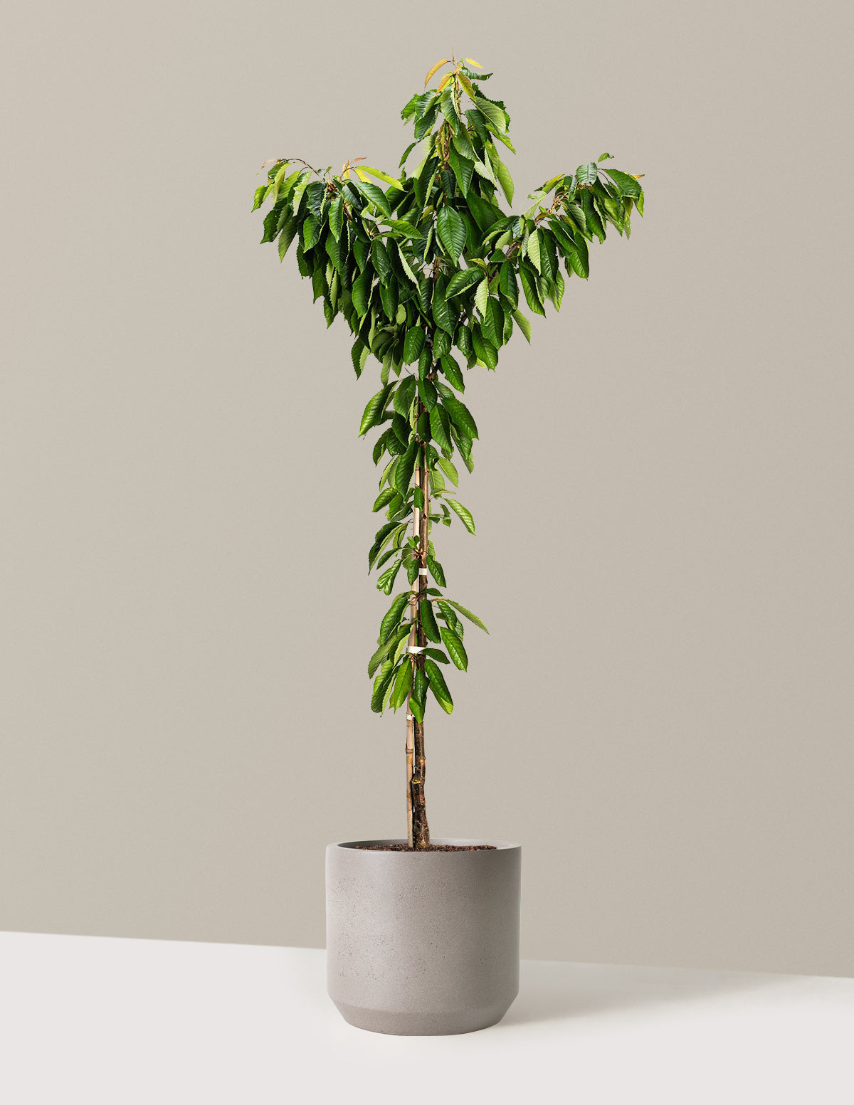 files/the-sill_Large-Bing-Cherry-Tree-_4-5ft-5-Gallon__Large-Mexia-Cement-Grey_Variant.jpg