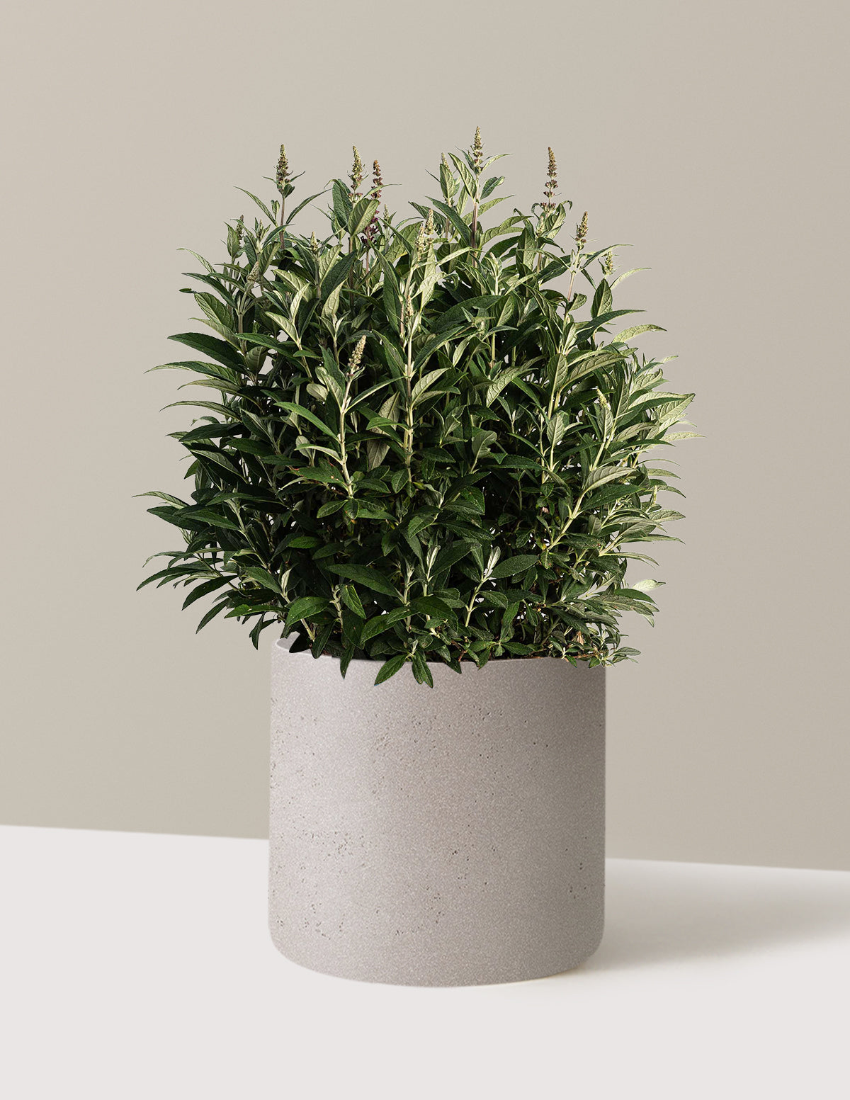 bundle | 3 Gallon | Agnes | Cement Grey