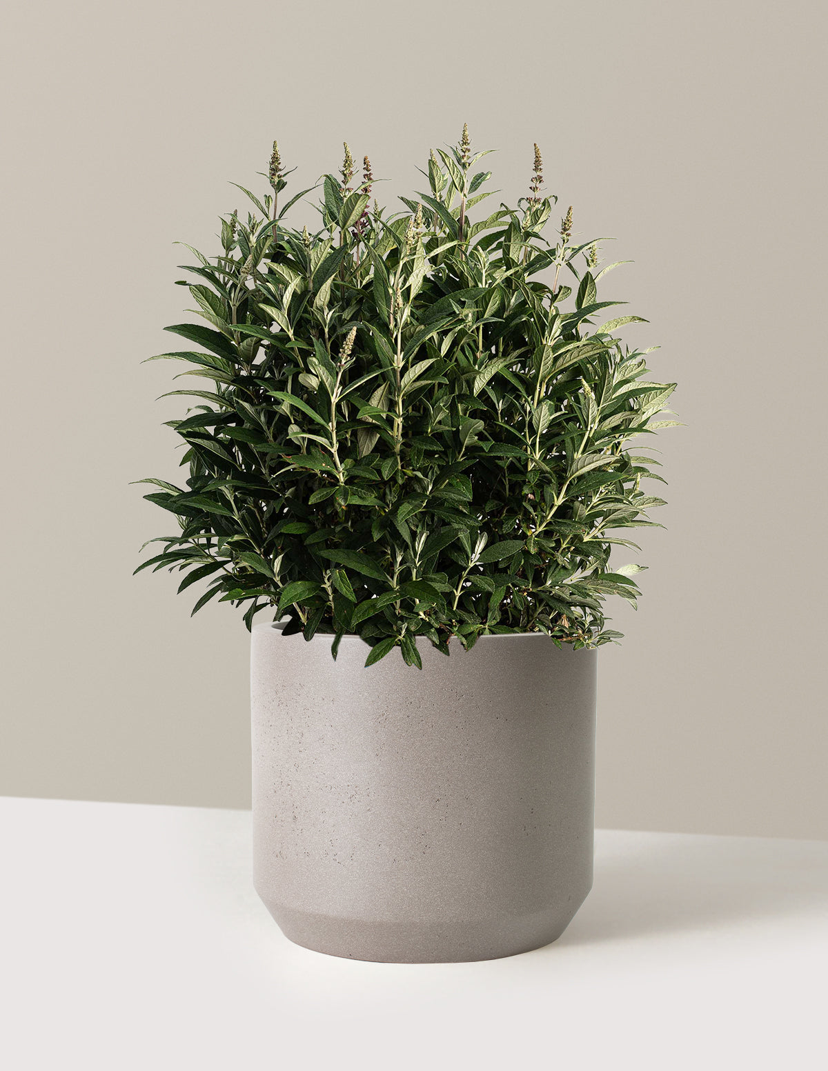 bundle | 3 Gallon | Mexia | Cement Grey
