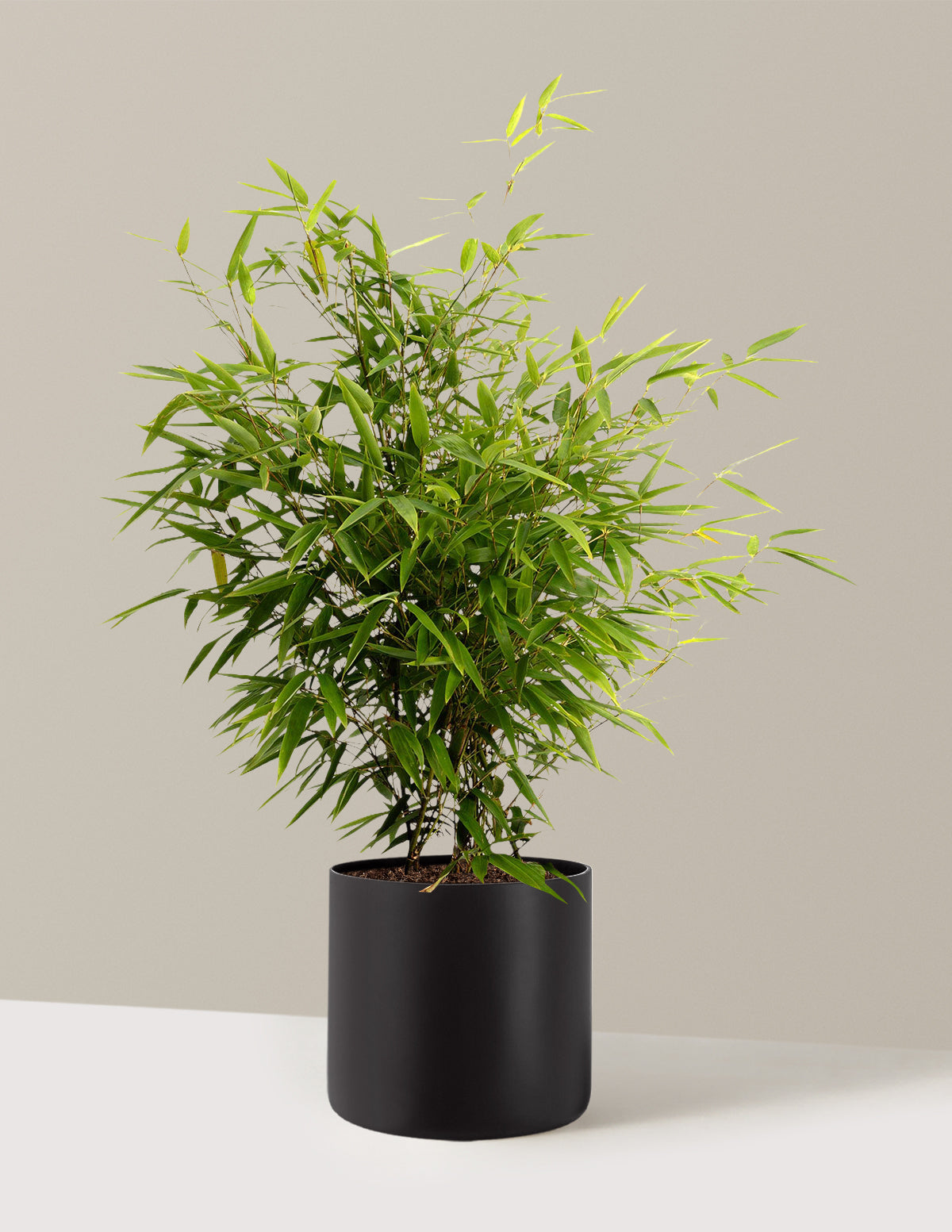 bundle | 3 Gallon | Agnes | Black
