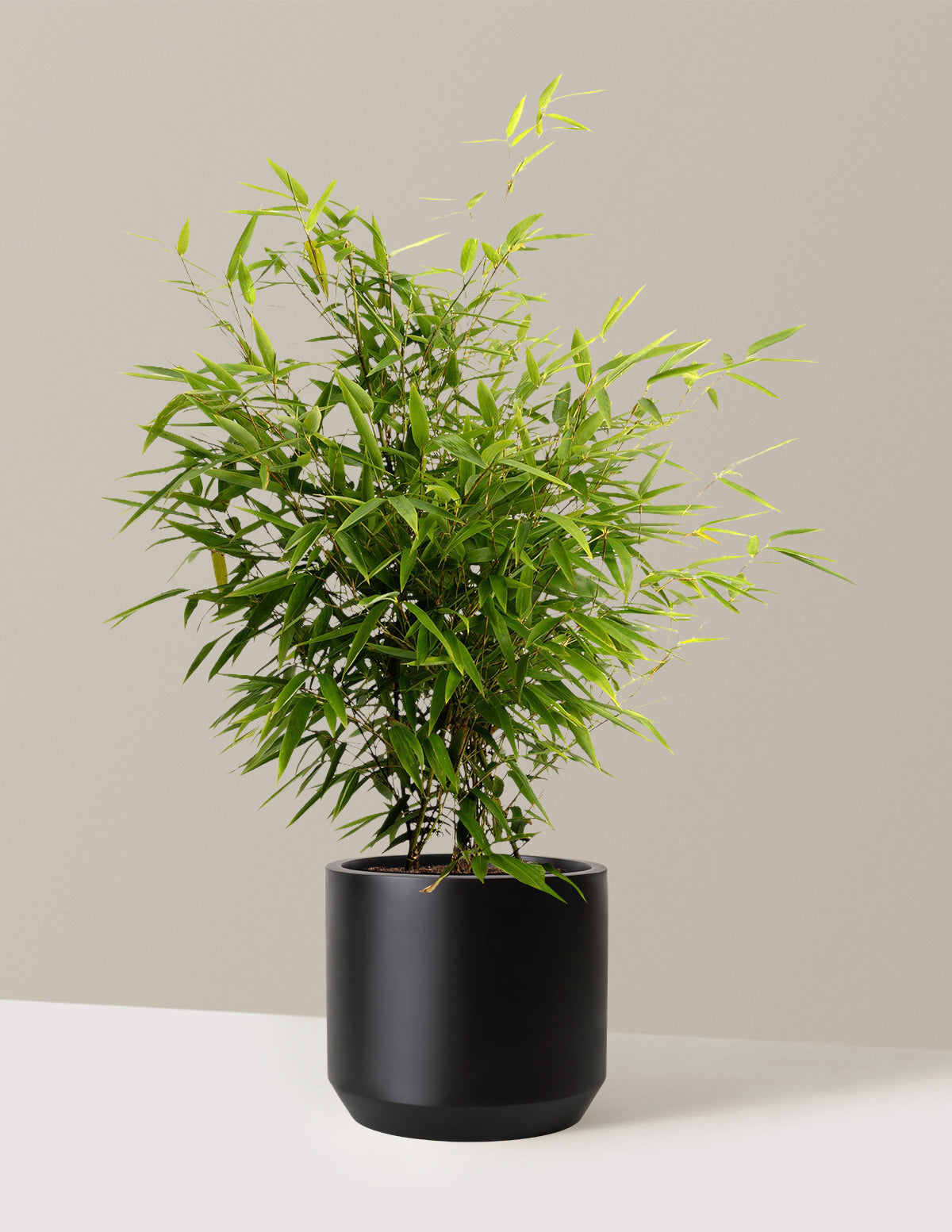 files/the-sill_Large-Black-Bamboo-_3-Gallon__Large-Mexia-Black_Variant.jpg
