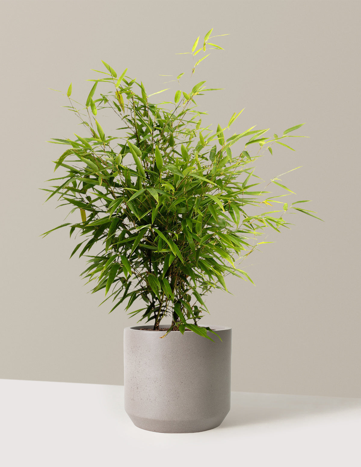 bundle | 3 Gallon | Mexia | Cement Grey
