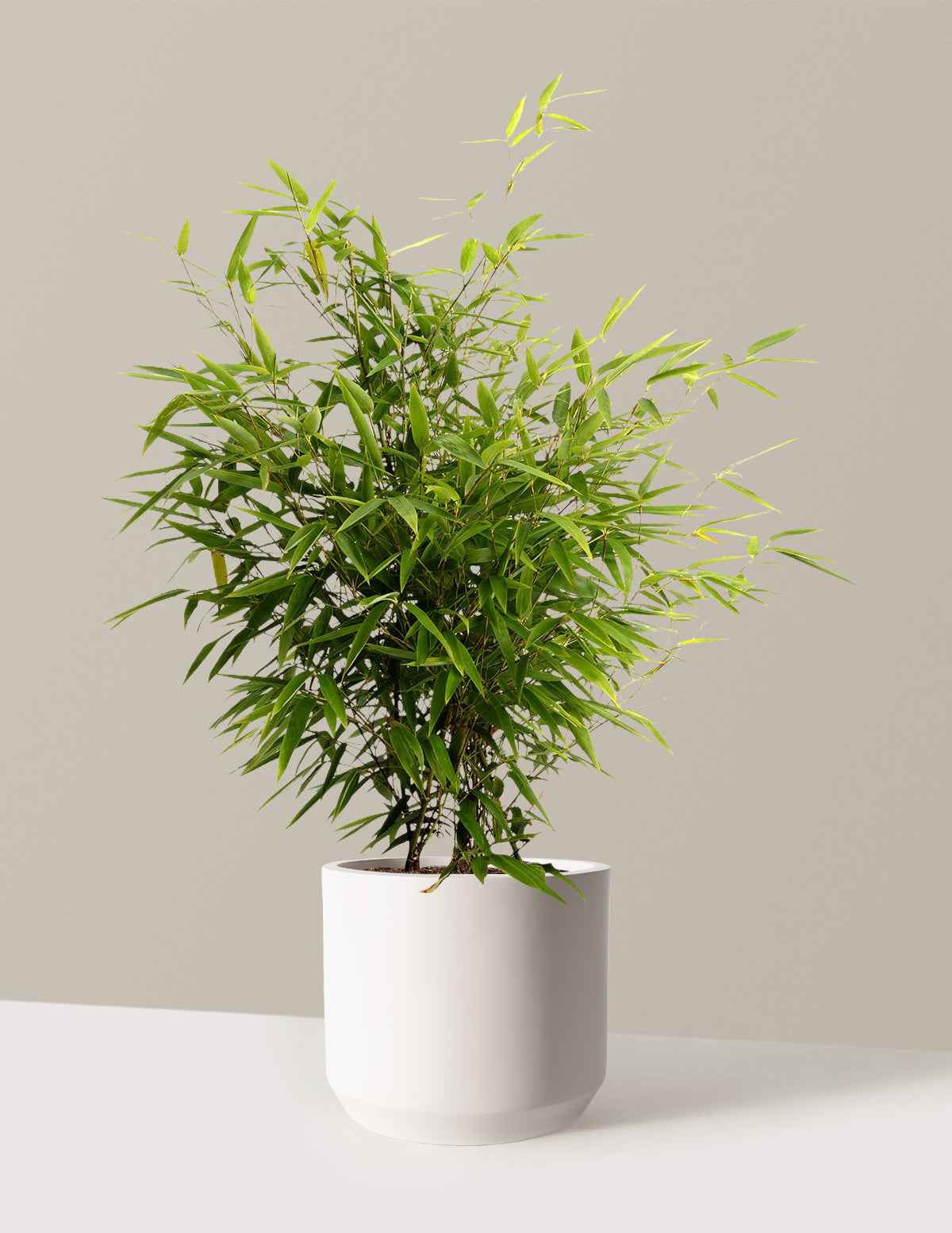 bundle | 3 Gallon | Mexia | Cream