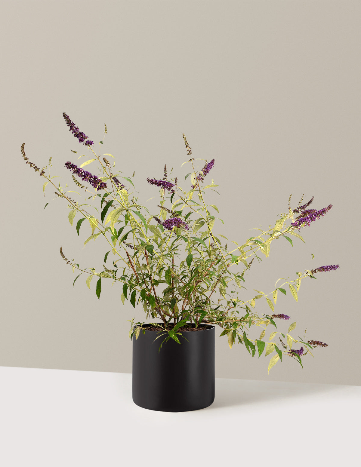 bundle | 3 Gallon | Agnes | Black