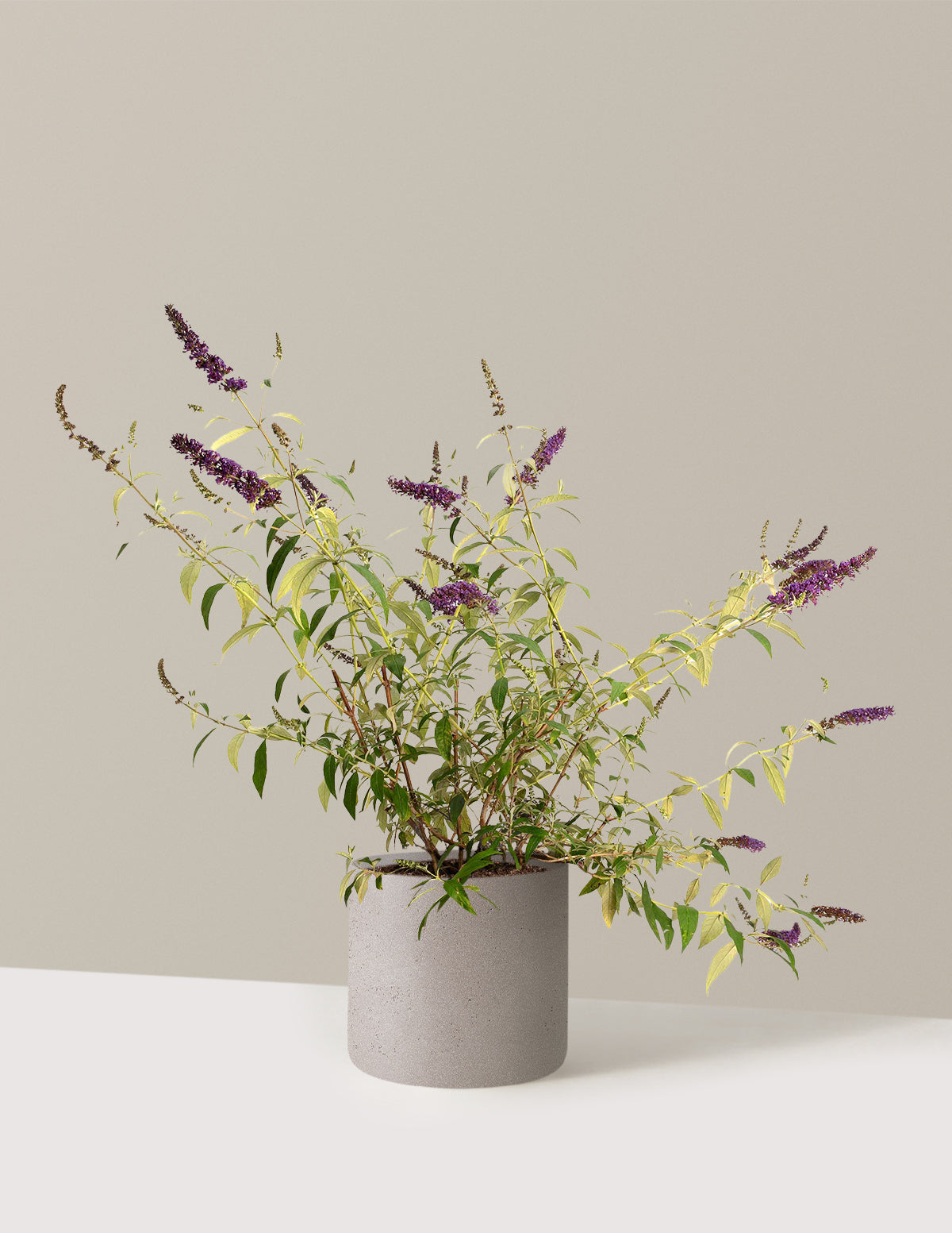 bundle | 3 Gallon | Agnes | Cement Grey