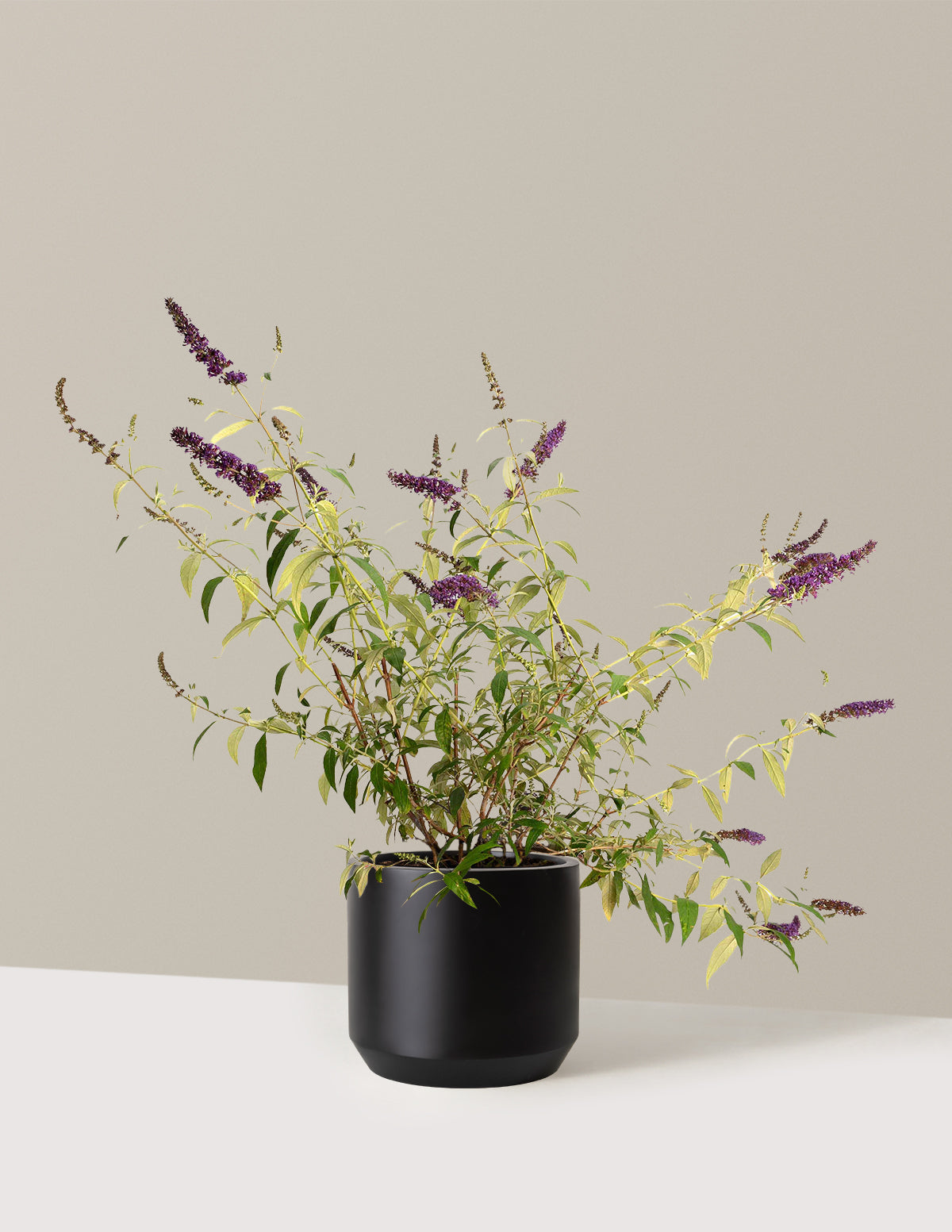 bundle | 3 Gallon | Mexia | Black