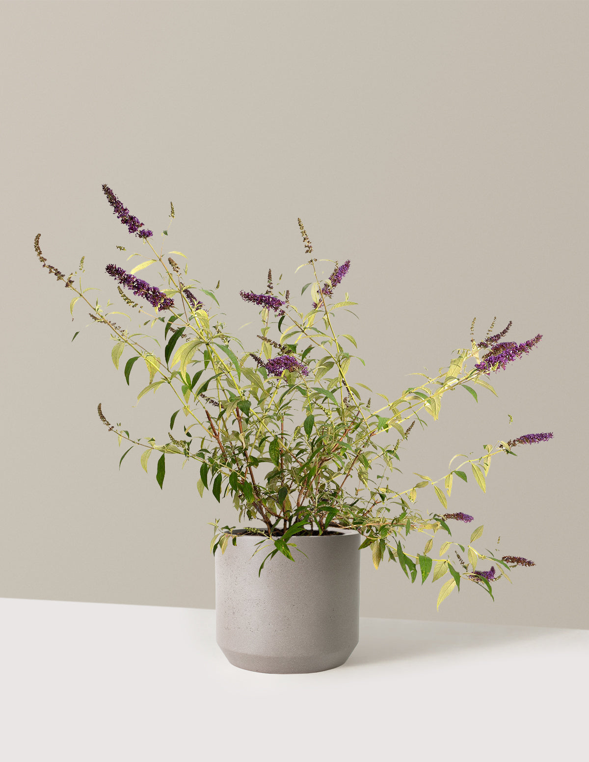 bundle | 3 Gallon | Mexia | Cement Grey