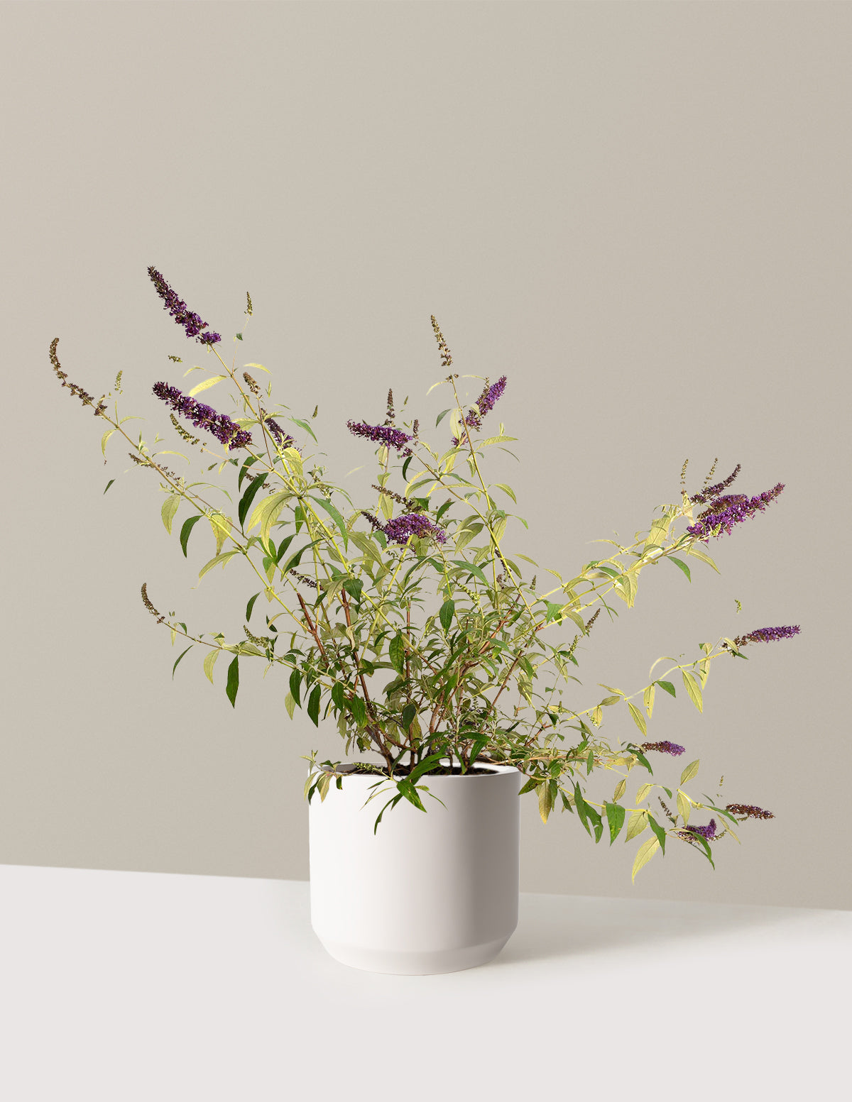 bundle | 3 Gallon | Mexia | Cream