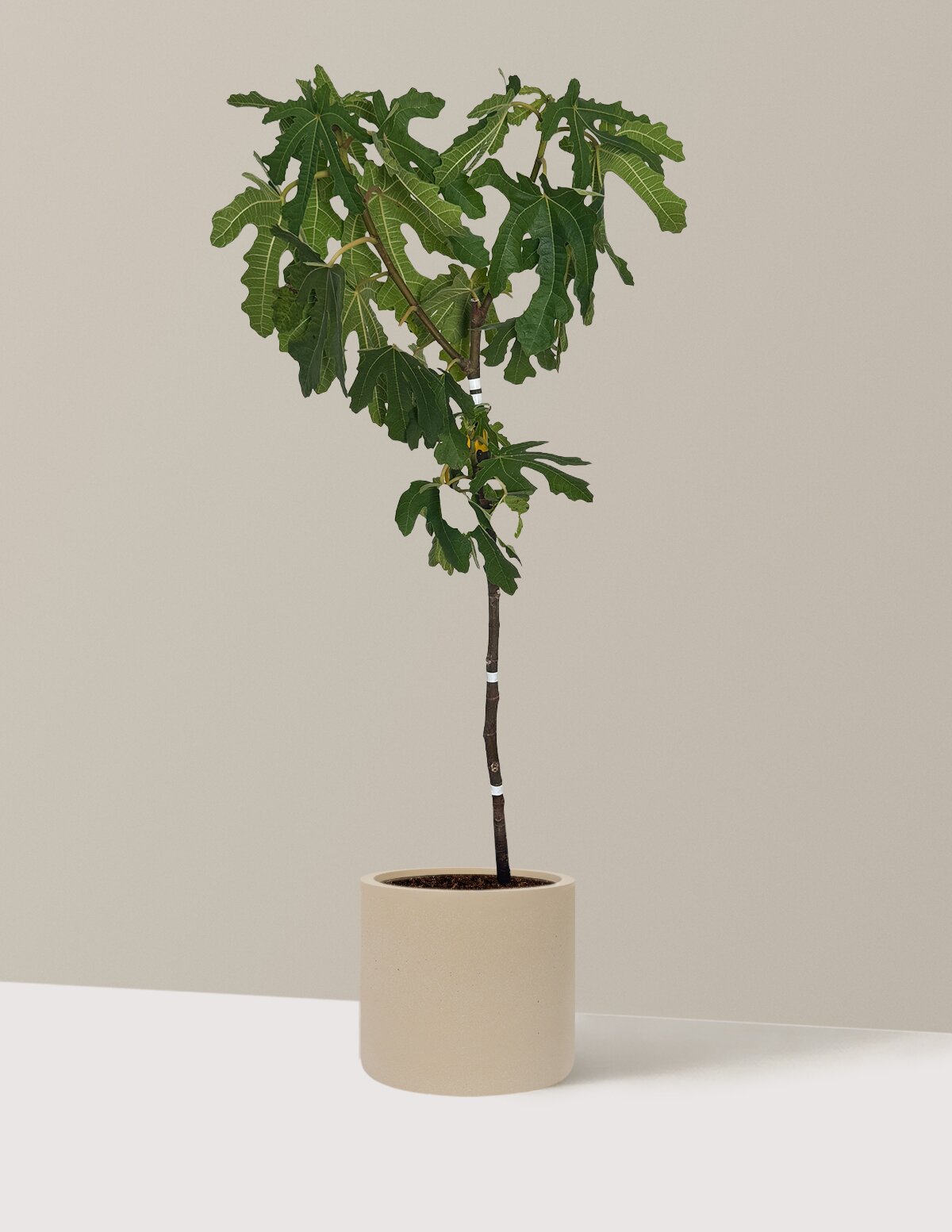 Black Mission Fig