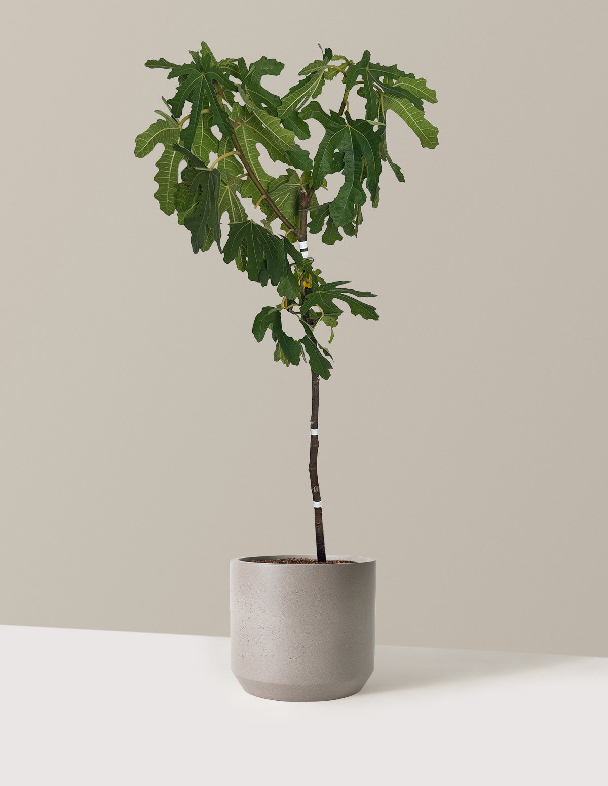 bundle | 2-3 ft. | Mexia | Cement Grey