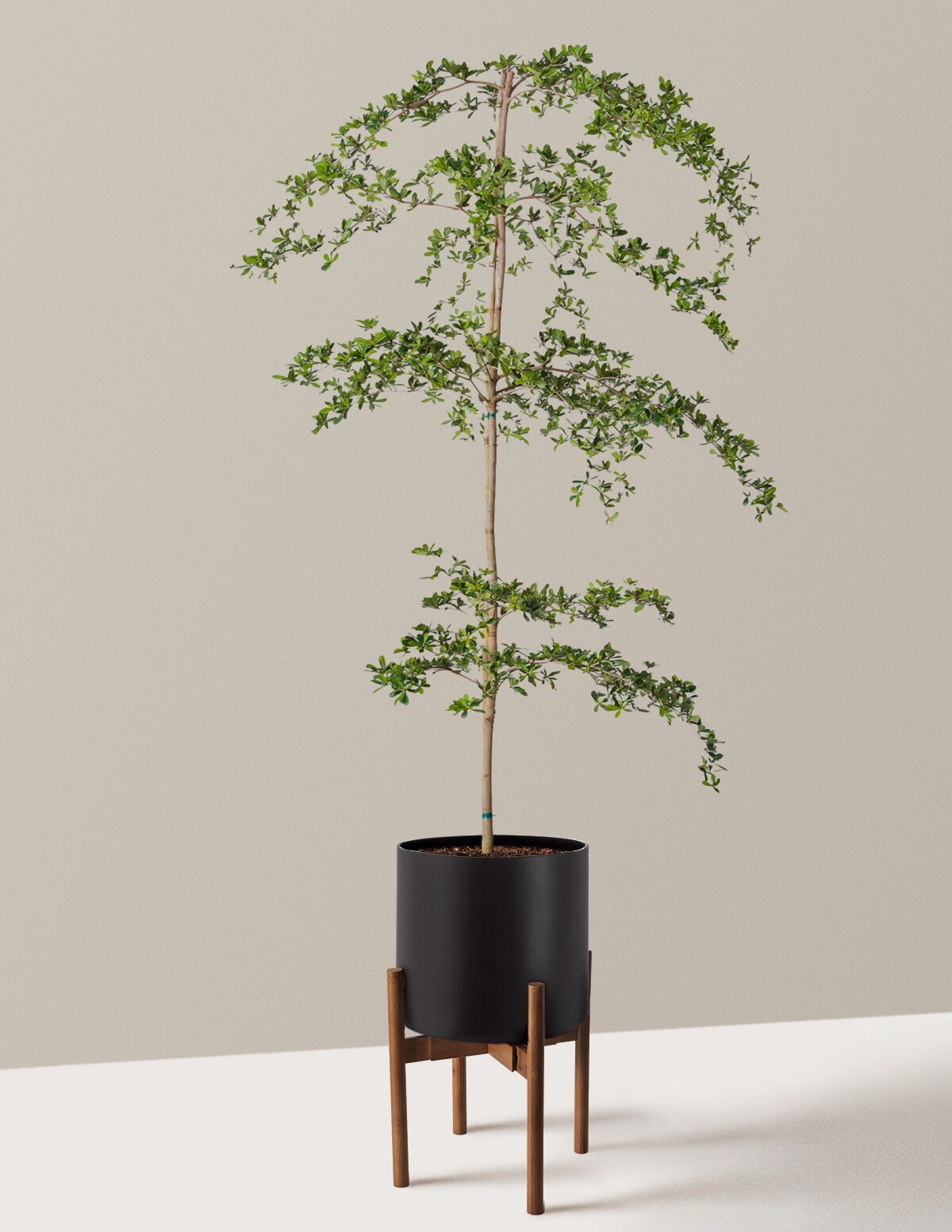 Black Olive Tree