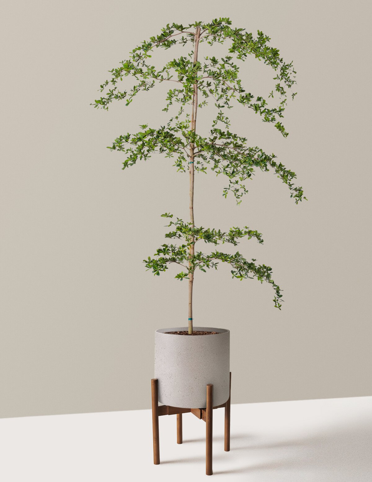 Black Olive Tree
