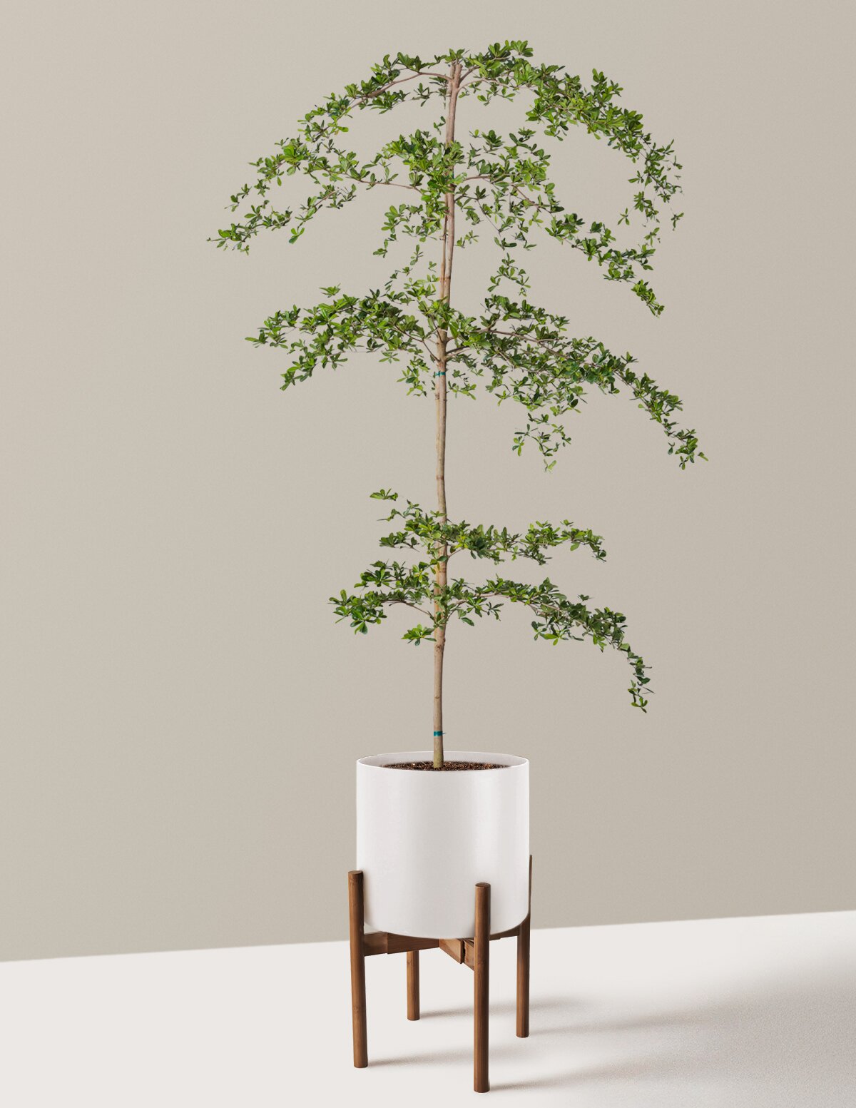 Black Olive Tree