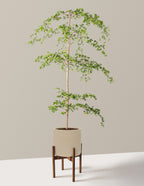 Black Olive Tree