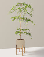 Black Olive Tree