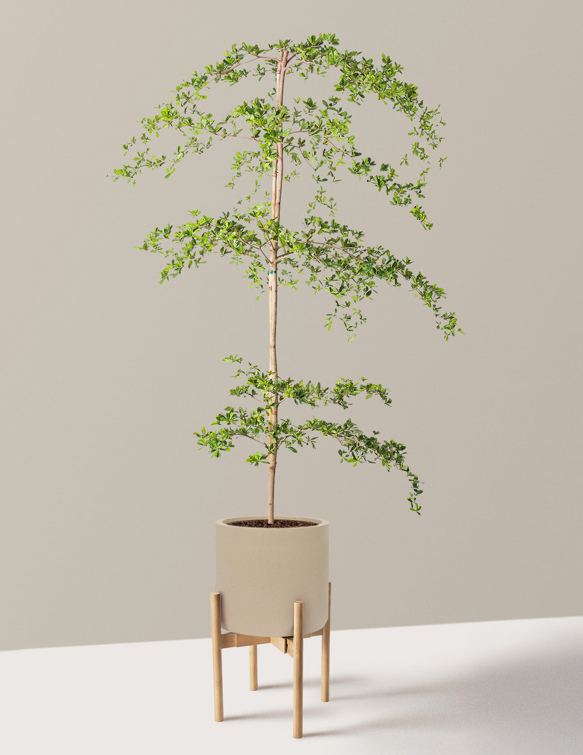 Black Olive Tree