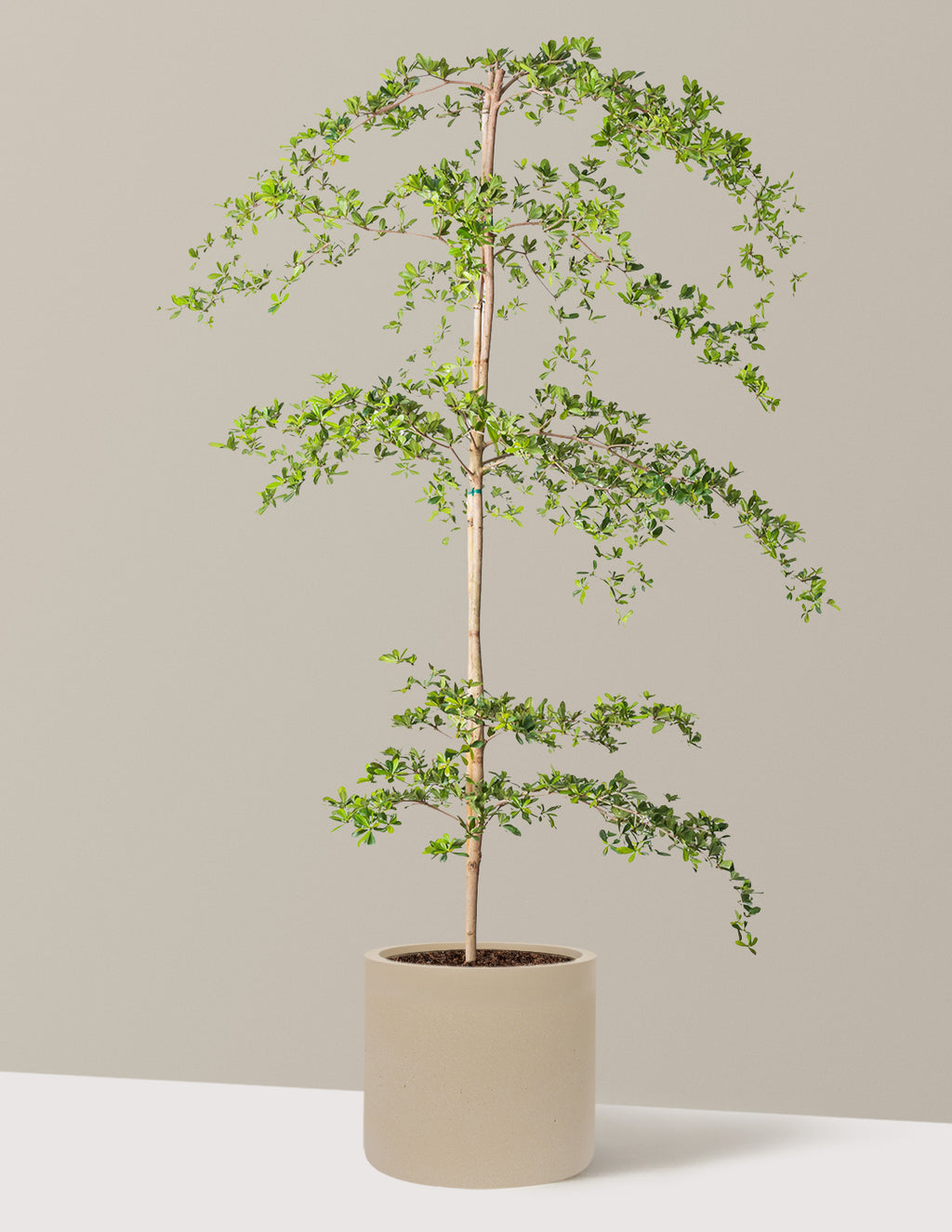 Black Olive Tree