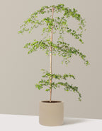 Black Olive Tree