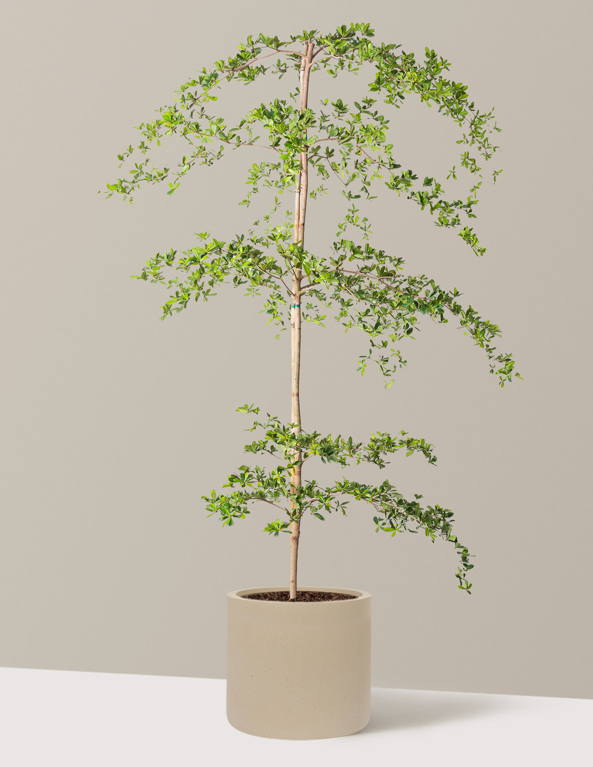 Black Olive Tree
