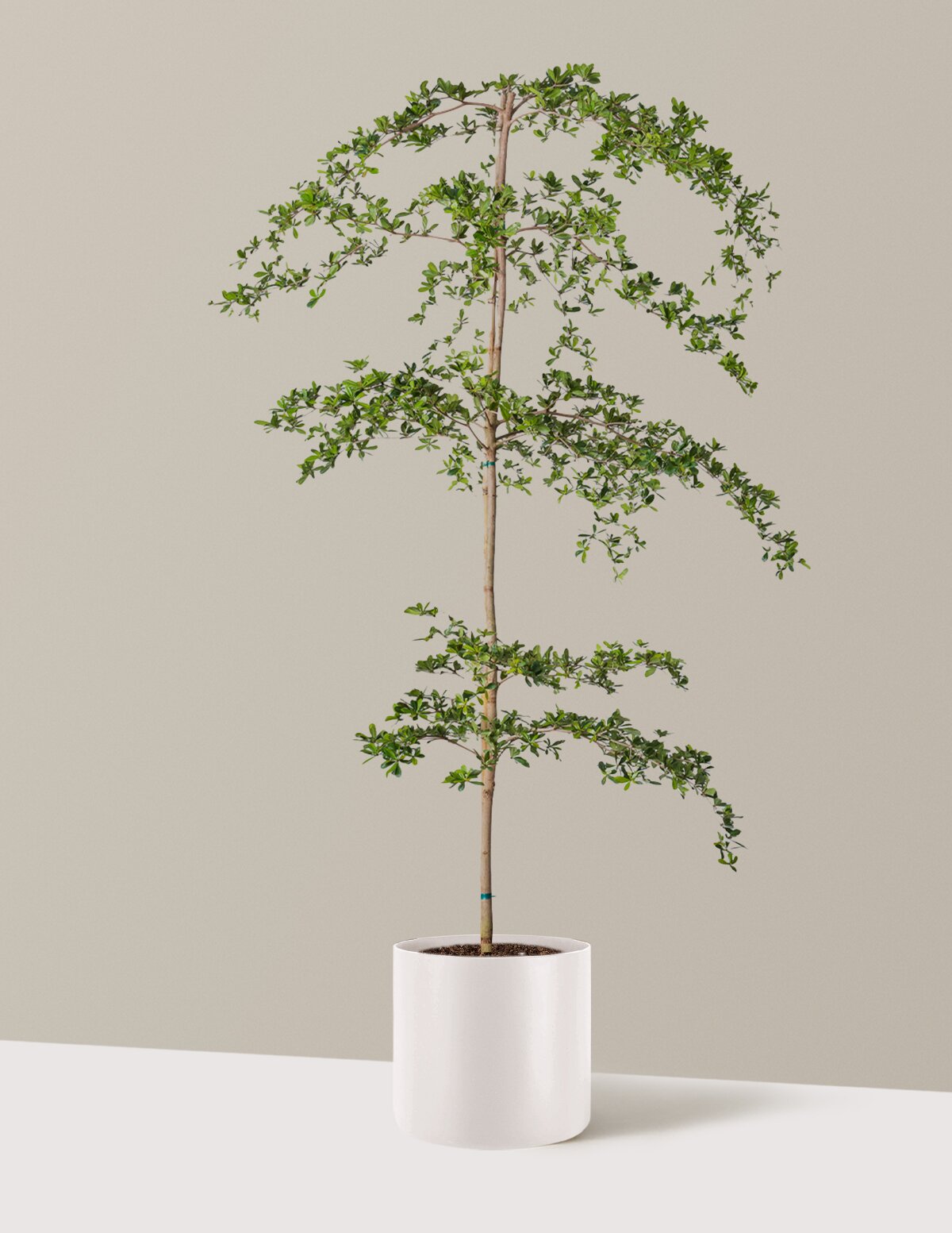 Black Olive Tree