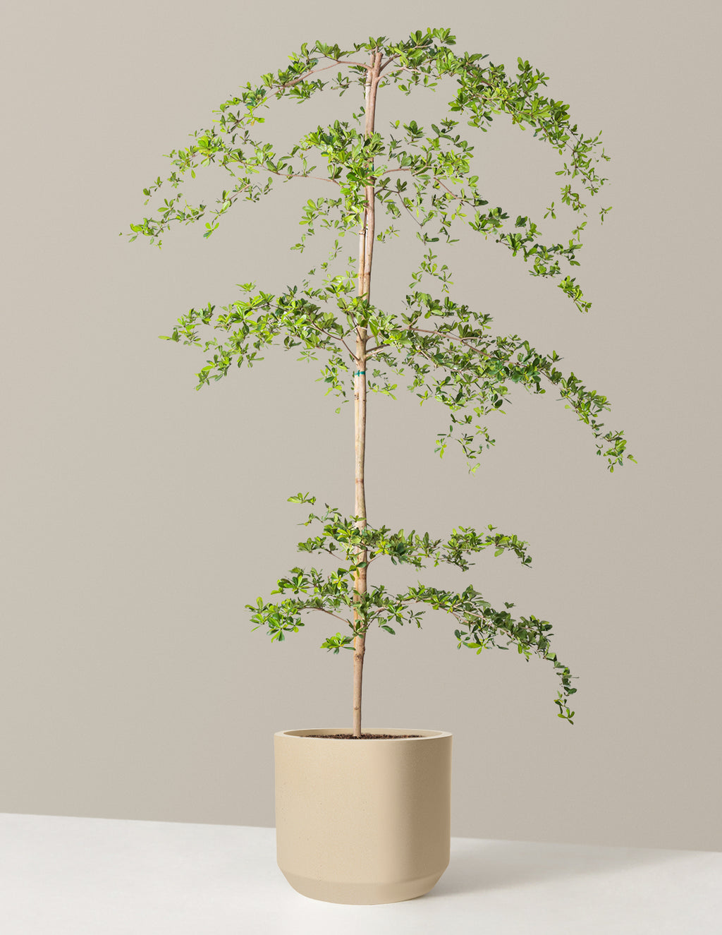Black Olive Tree
